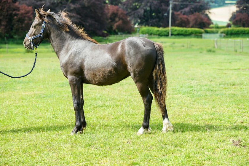 Lynda and Carsons Foal 054 
 Lynda and Carson's Foal 2013 
 Keywords: WWE. Foal, Piers Photography