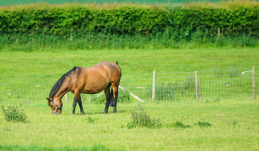 Lynda and Carsons Foal 002 
 Lynda and Carson's Foal 2013 
 Keywords: WWE. Foal, Piers Photography