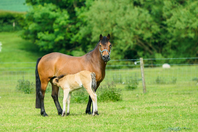 Lynda and Carsons Foal 018 
 Lynda and Carson's Foal 2013 
 Keywords: WWE. Foal, Piers Photography