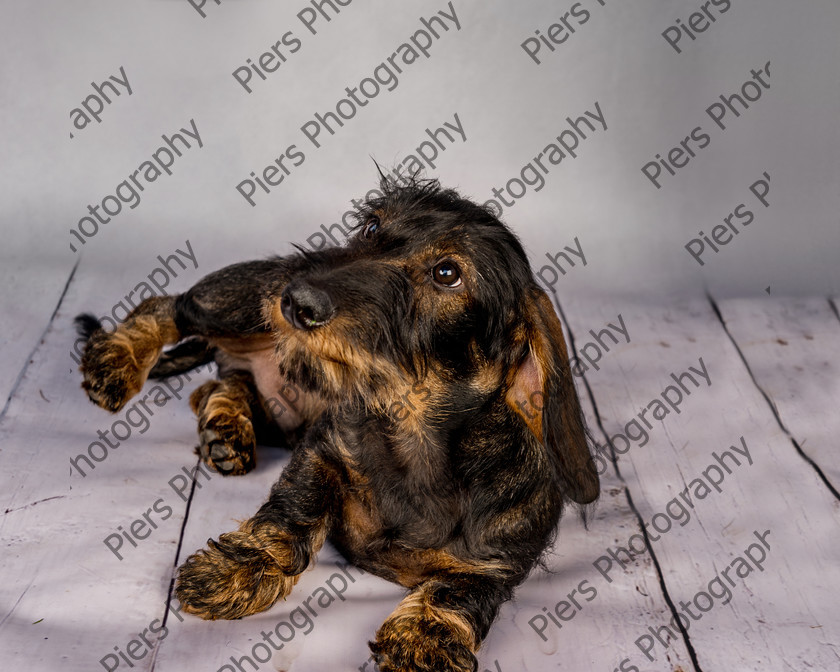 Arnold-8 
 Arnold at Hughenden Primary School fete 
 Keywords: DogPhotography Cutedog Piersphoto Studiophotography