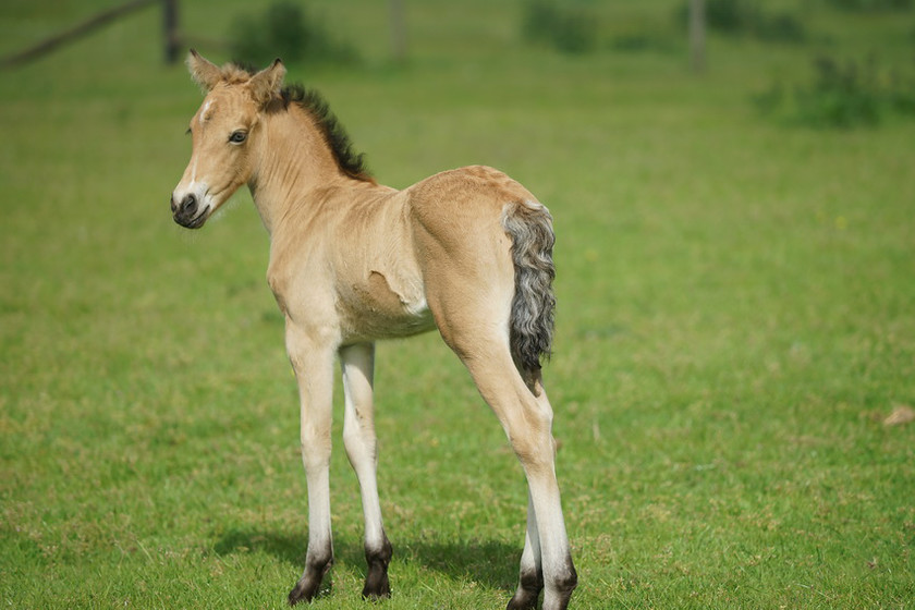 Lynda and Carsons Foal 021 
 Lynda and Carson's Foal 2013 
 Keywords: WWE. Foal, Piers Photography