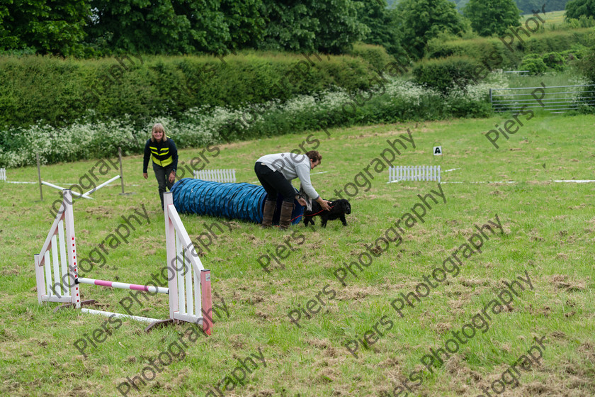 NRC Dog Show 071 
 Naphill Riding Club Open Show 
 Keywords: Naphill Riding Club, Open Show, Equestrian, Piers Photography, Bucks Wedding Photographer