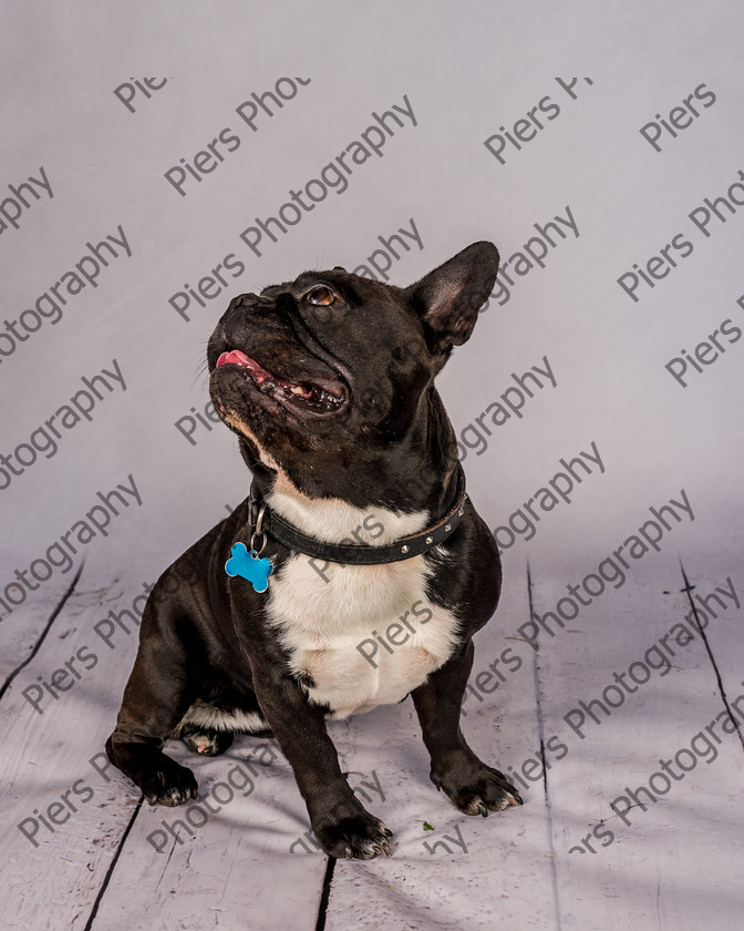 Frankie-33 
 Frankie at Hughenden Primary School fete 
 Keywords: DogPhotography Cutedog Piersphoto Studiophotography