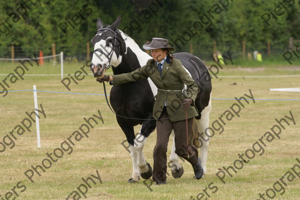 In Hnad Veteran Horse 17 
 NRCS Class 22 In Hand Veteran Horse