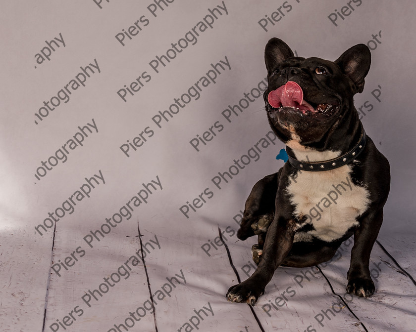 Frankie-19 
 Frankie at Hughenden Primary School fete 
 Keywords: DogPhotography Cutedog Piersphoto Studiophotography