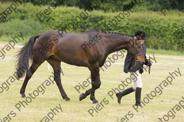 In Hnad Veteran Horse 05 
 NRCS Class 22 In Hand Veteran Horse