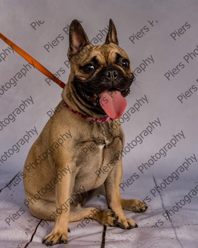 Mabel-8 
 Mabel at Hughenden Primary School Fete 
 Keywords: DogPhotography Cutedog Piersphoto Studiophotography