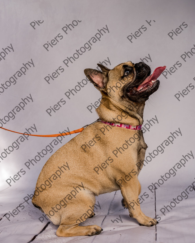 Mabel-1 
 Mabel at Hughenden Primary School Fete 
 Keywords: DogPhotography Cutedog Piersphoto Studiophotography