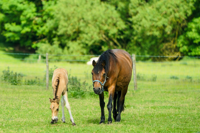 Lynda and Carsons Foal 020 
 Lynda and Carson's Foal 2013 
 Keywords: WWE. Foal, Piers Photography