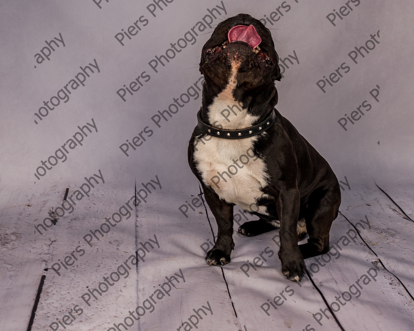Frankie-17 
 Frankie at Hughenden Primary School fete 
 Keywords: DogPhotography Cutedog Piersphoto Studiophotography