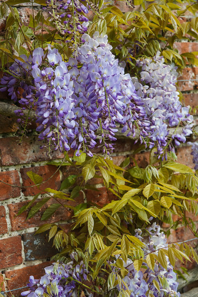 Adwell House 21 
 Adwell House May 2013 
 Keywords: Adwell House, Piers Photos, gardens