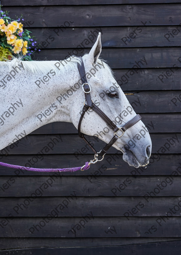 Pam Horse shoot 09 
 Pam's horse shoot at Palmers 
 Keywords: Bucks Wedding photographer, Palmers Stud and livery, Piers Photography, equestrian