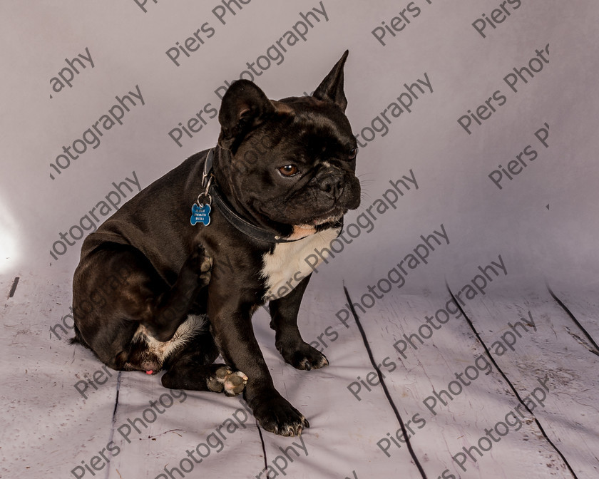 Frankie-14 
 Frankie at Hughenden Primary School fete 
 Keywords: DogPhotography Cutedog Piersphoto Studiophotography