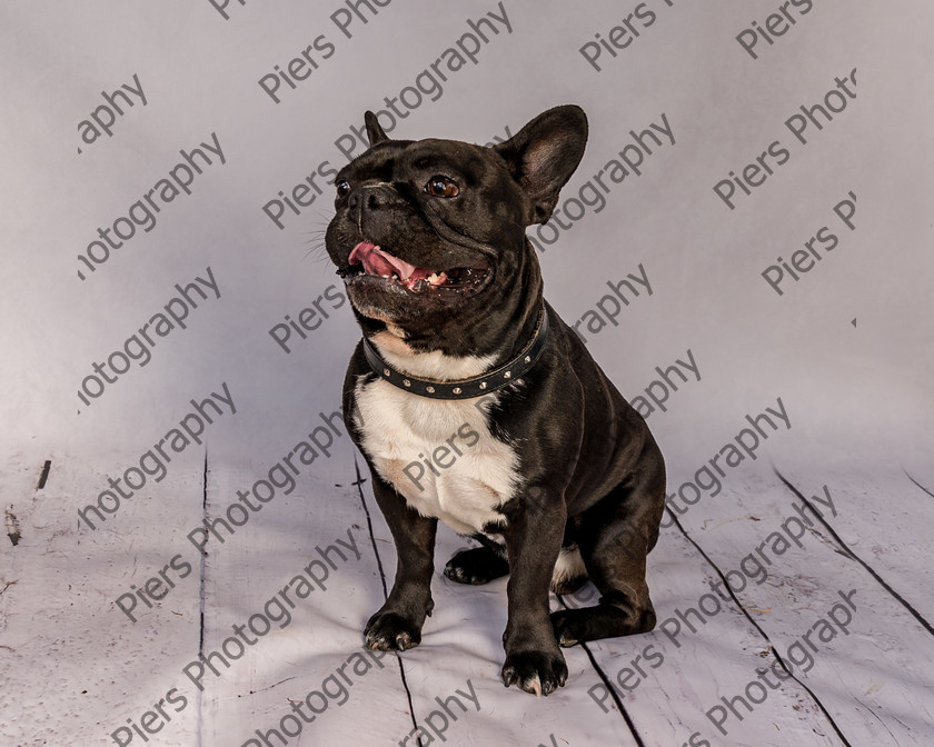 Frankie-18 
 Frankie at Hughenden Primary School fete 
 Keywords: DogPhotography Cutedog Piersphoto Studiophotography