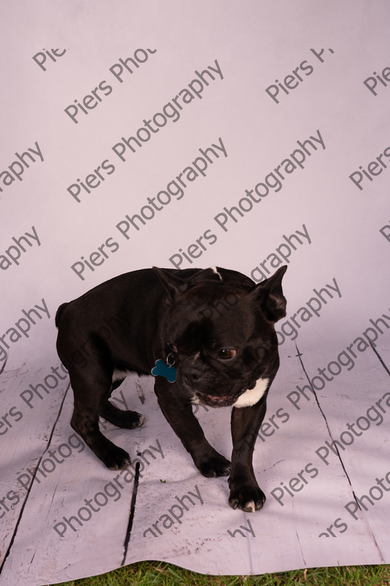 Frankie-30 
 Frankie at Hughenden Primary School fete 
 Keywords: DogPhotography Cutedog Piersphoto Studiophotography