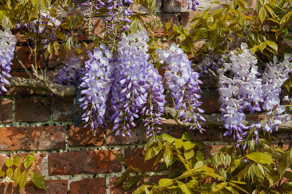 Adwell House 17 
 Adwell House May 2013 
 Keywords: Adwell House, Piers Photos, gardens