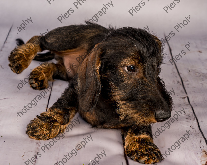 Arnold-9 
 Arnold at Hughenden Primary School fete 
 Keywords: DogPhotography Cutedog Piersphoto Studiophotography