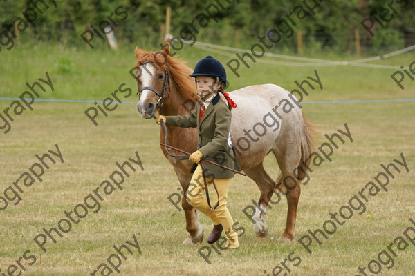 In Hnad Veteran Horse 16 
 NRCS Class 22 In Hand Veteran Horse