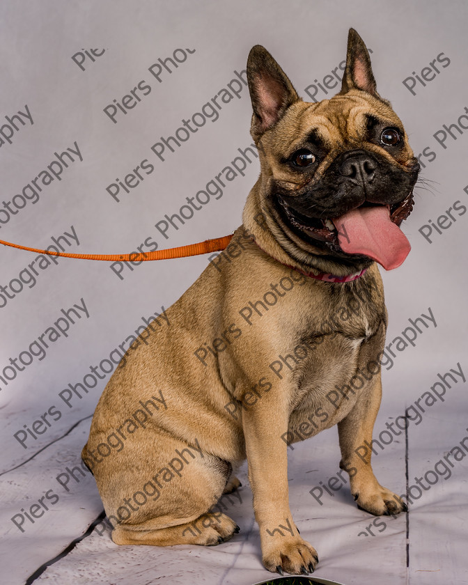 Mabel-3 
 Mabel at Hughenden Primary School Fete 
 Keywords: DogPhotography Cutedog Piersphoto Studiophotography