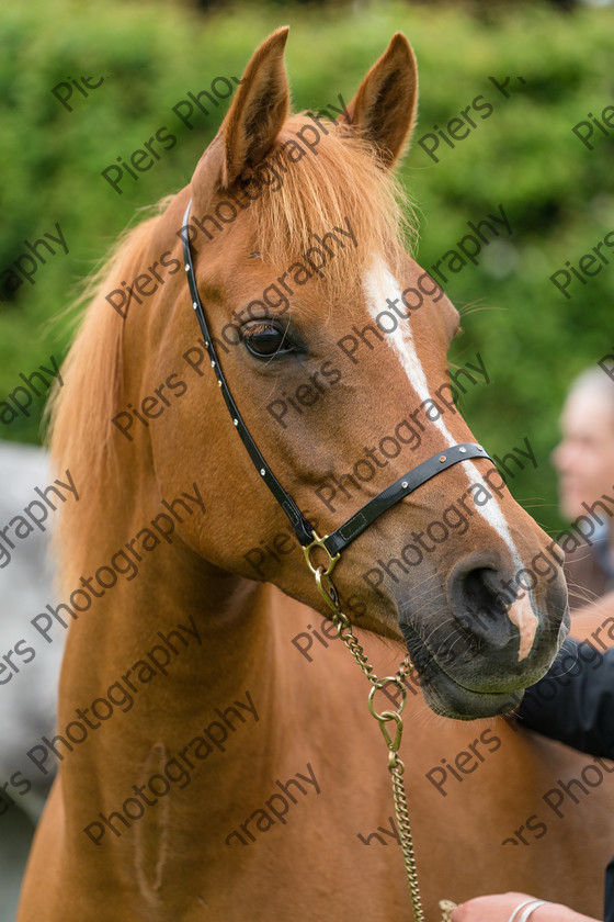 show portraits 12 
 Naphill Riding Club Open Show 
 Keywords: Naphill Riding Club, Open Show, Equestrian, Piers Photography, Bucks Wedding Photographer