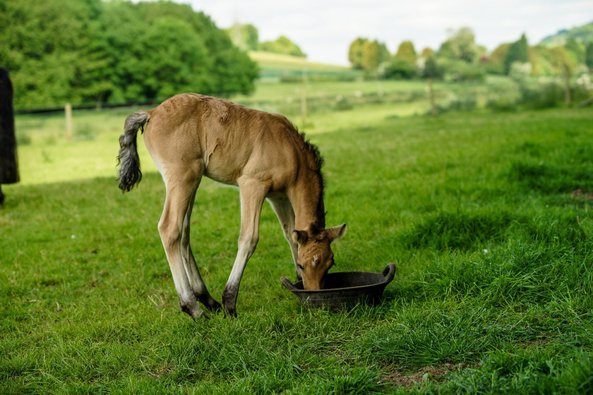 Lynda and Carsons Foal 037 
 Lynda and Carson's Foal 2013 
 Keywords: WWE. Foal, Piers Photography