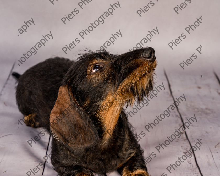 Arnold-16 
 Arnold at Hughenden Primary School fete 
 Keywords: DogPhotography Cutedog Piersphoto Studiophotography