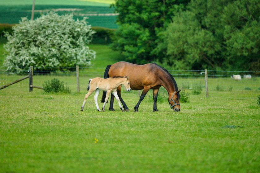 Lynda and Carsons Foal 015 
 Lynda and Carson's Foal 2013 
 Keywords: WWE. Foal, Piers Photography