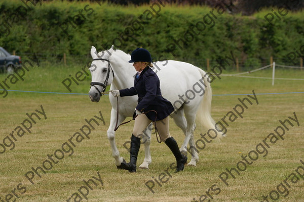 In Hnad Veteran Horse 15 
 NRCS Class 22 In Hand Veteran Horse