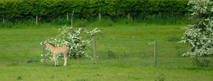 Lynda and Carsons Foal 003 
 Lynda and Carson's Foal 2013 
 Keywords: WWE. Foal, Piers Photography