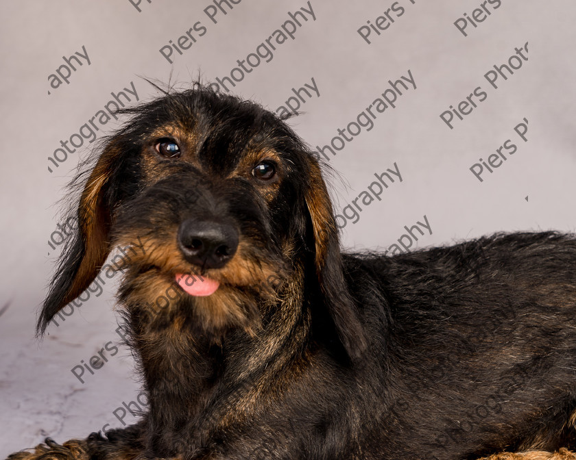 Arnold-21 
 Arnold at Hughenden Primary School fete 
 Keywords: DogPhotography Cutedog Piersphoto Studiophotography