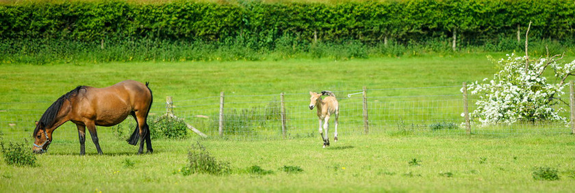 Lynda and Carsons Foal 005 
 Lynda and Carson's Foal 2013 
 Keywords: WWE. Foal, Piers Photography