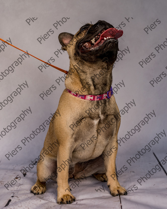 Mabel-11 
 Mabel at Hughenden Primary School Fete 
 Keywords: DogPhotography Cutedog Piersphoto Studiophotography