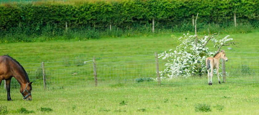 Lynda and Carsons Foal 001 
 Lynda and Carson's Foal 2013 
 Keywords: WWE. Foal, Piers Photography