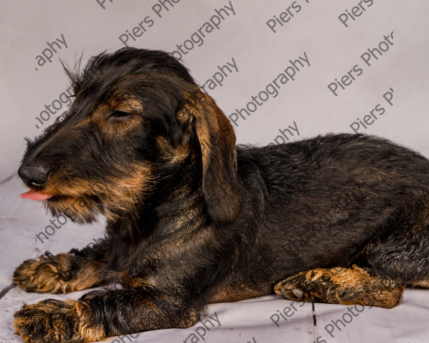 Arnold-19 
 Arnold at Hughenden Primary School fete 
 Keywords: DogPhotography Cutedog Piersphoto Studiophotography