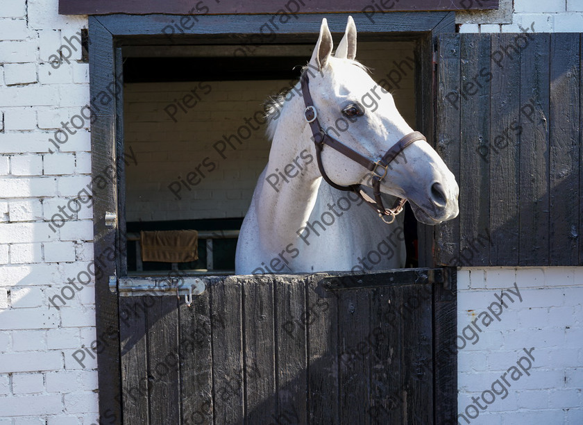 Pam Horse shoot 26 
 Pam's horse shoot at Palmers 
 Keywords: Bucks Wedding photographer, Palmers Stud and livery, Piers Photography, equestrian