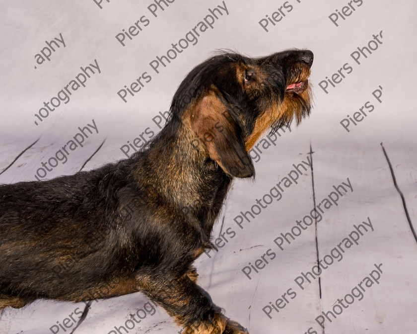 Arnold-6 
 Arnold at Hughenden Primary School fete 
 Keywords: DogPhotography Cutedog Piersphoto Studiophotography