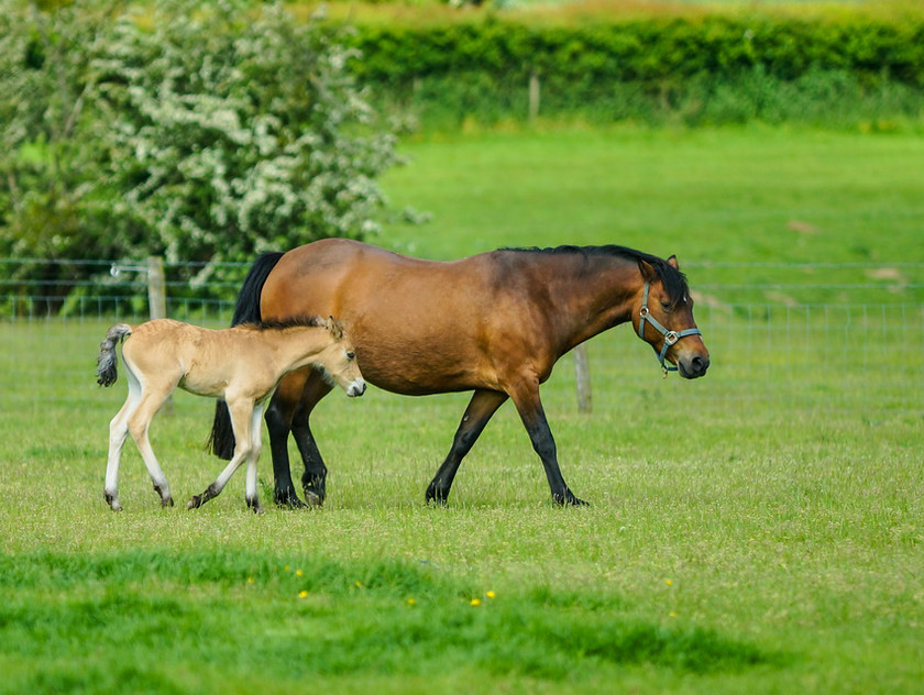 Lynda and Carsons Foal 013 
 Lynda and Carson's Foal 2013 
 Keywords: WWE. Foal, Piers Photography