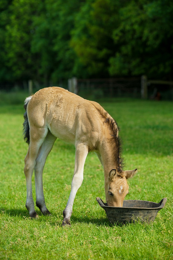 Lynda and Carsons Foal 051 
 Lynda and Carson's Foal 2013 
 Keywords: WWE. Foal, Piers Photography