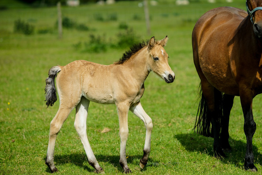 Lynda and Carsons Foal 023 
 Lynda and Carson's Foal 2013 
 Keywords: WWE. Foal, Piers Photography