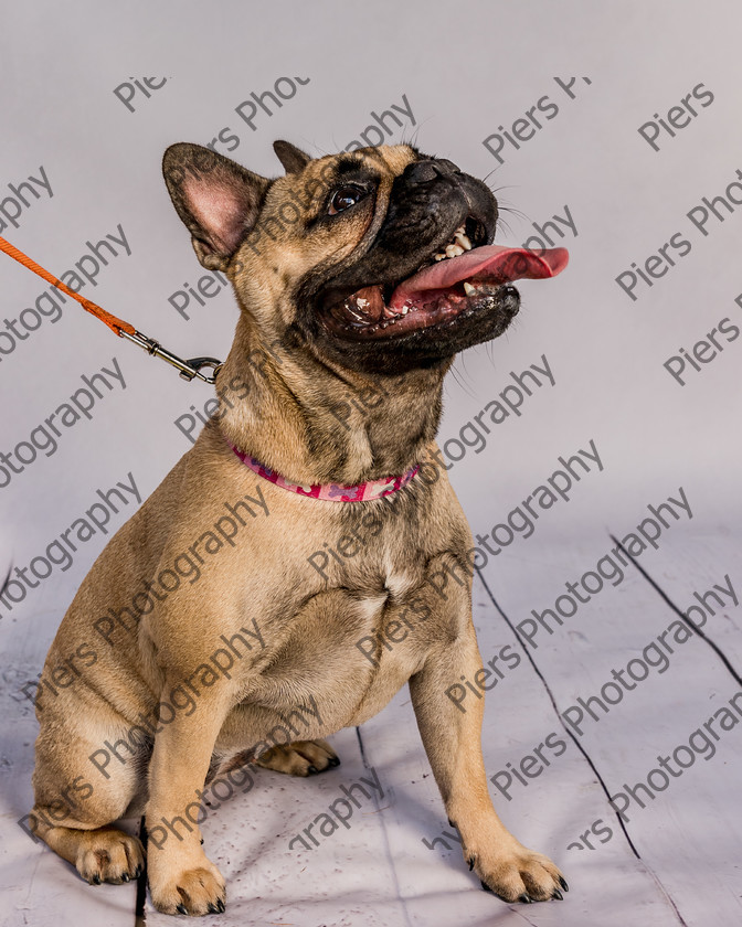 Mabel-23 
 Mabel at Hughenden Primary School Fete 
 Keywords: DogPhotography Cutedog Piersphoto Studiophotography