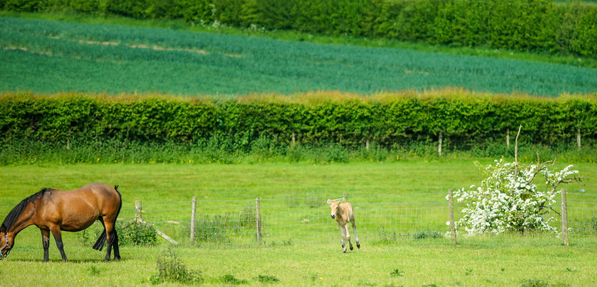 Lynda and Carsons Foal 004 
 Lynda and Carson's Foal 2013 
 Keywords: WWE. Foal, Piers Photography