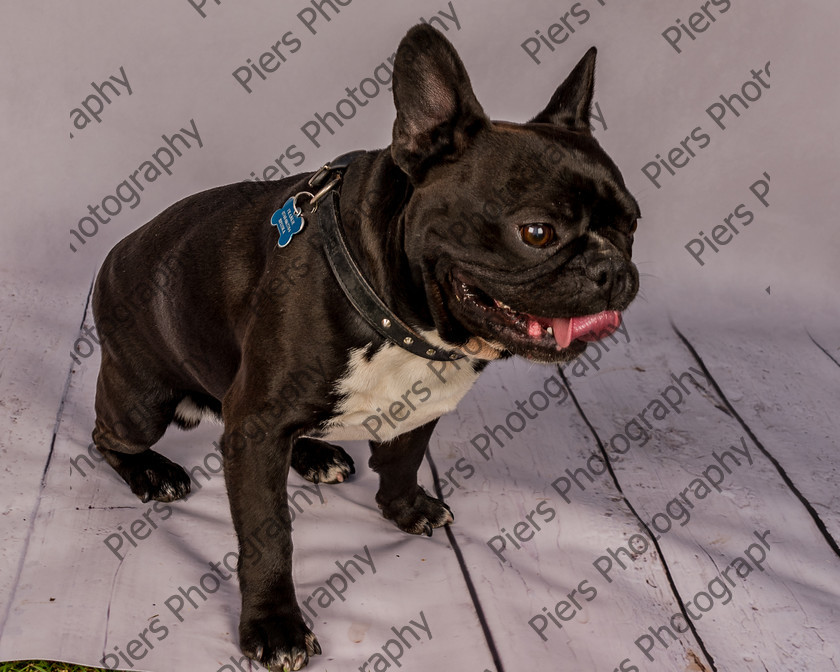 Frankie-8 
 Frankie at Hughenden Primary School fete 
 Keywords: DogPhotography Cutedog Piersphoto Studiophotography