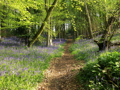 Bucks Bluebells